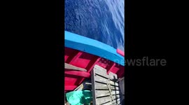 Rare sight of four orcas swimming under boat off Indonesian coast