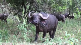 African buffalo with seed earrings in the forests of Mount Elgon National Park, Kenya.