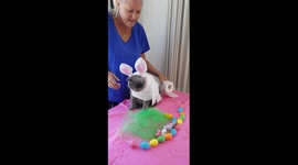 How to wrap your Cat for Easter! See Scooter, the cat who got famous by being wrapped for Christmas, get wrapped for Easter!