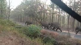 Elephant herd strolls on empty Indian road amid COVID-19 lockdown in south India