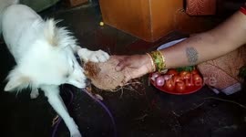 Pomeranian dog helps Indian owner prep cooking ingredients by chewing off coconut fibres
