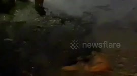 Stealthy leopard preys upon sleeping dog in empty street of northern India