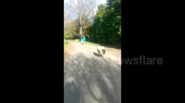 UK woman makes a run for it after being chased down by lone sheep