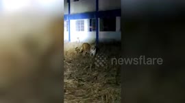 Leopards 'violate' lockdown put in place to contain coronavirus pandemic, stray into residential area in western India