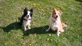 Happy dogs make synchronized tricks with a funny song