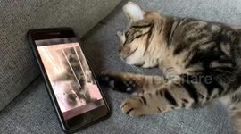 'It's okay kitty' Finn the cat in Massachusetts tries to comfort crying kitten from phone video
