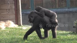 Silverback gorilla charges and pins down son before gran comes to the rescue