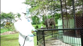 Indonesian conservation officers spray disinfectant over zoo cages during coronavirus outbreak