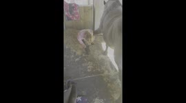 Four-year-old girl does hoof care for her pony
