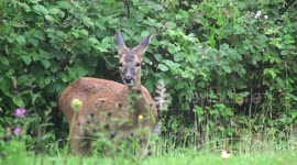 Deer, Roe Deer, it's raining. Gentle summer rain doesn't stop a roe deer from browsing for lunch in wildlife garden.