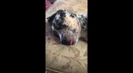 A sleepy puppy has her tongue out