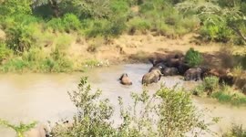 Elephants crossing Hluhluwe River on our Durban day Safari