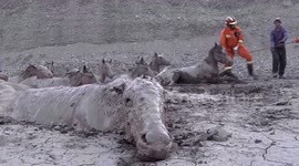 Firefighters rescue 18 horses trapped in mire in northern China