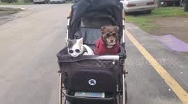 This adorable cat and dog duo in California do everything together