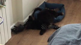 Clumsy dog playing with toy