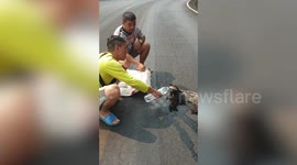 Civet rescued after escaping Thailand wildfires