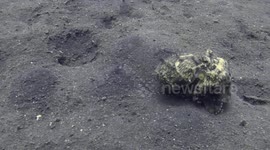 Cute octopus goes for a walk in tropical ocean off Indonesia