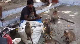 Covid-19 effect; A young man who feeds the monkeys who are without food due to Lock down in Southern India.