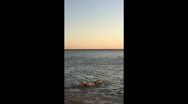 Dog pulls out the beam out of the water