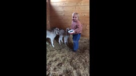 Slovakian toddler delighted to meet her new baby goats for the first time
