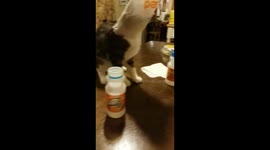 My cat wanted McDonald's and later regretted it