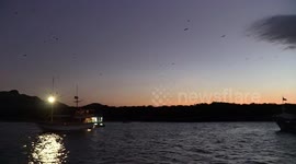 Thousand Bats Flying Over An Island