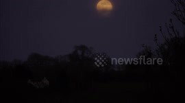 Beautiful full pink Supermoon in time-lapse footage from UK