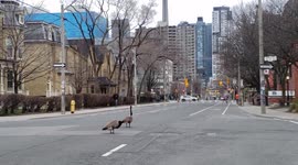 Emboldened Canadian geese wonder empty Toronto streets amid coronavirus crackdown