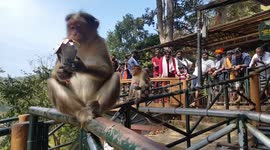 Monkeys eat stolen ice creams in Periyar National Park, India - a health hazard from contagious diseases as well as risk of obesity.