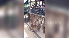 Chinese zoo allows visitors to dangle raw meat into tiger enclosure