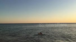 Dog pulls out the beam out of the water