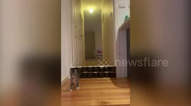 Man gets himself kitten to keep him sane during COVID-19 lockdown