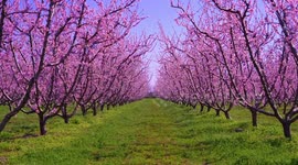 Greece's peach blossoms in full bloom during coronavirus pandemic
