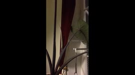 Time-lapse video captures the animated motions of a large new leaf unfurling and basking in the sunlight