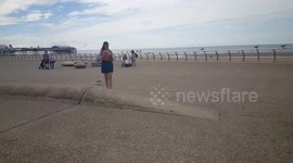 Seagulls swoop on daughter after dad throws chip Blackpool