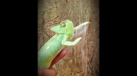 Zoo Chameleon shows how to wash hands during coronavirus pandemic