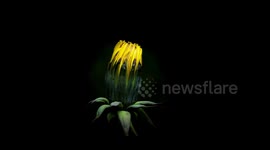 A day in the life of a Dandelion - remarkable time-lapse footage