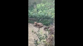 Baby fox and mum stroll around Londoner's garden