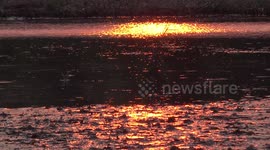 A river of gold in an paddy field in Thailand.