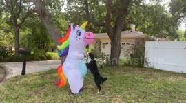 Twirl for treats! Florida woman transforms into unicorn dog walker amid coronavirus lockdown