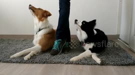 Two cute dogs cross paws synchronously
