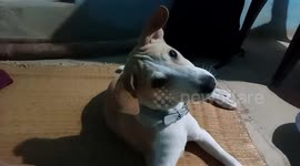 a confused dog