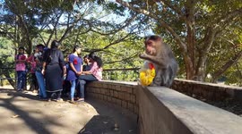 Monkey eats banana chips stolen from tourists in Periyar National Park, Kerala, India - new risk of Covid-19 infecting wildlife, including tigers.