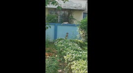 Can't cat-ch me: dog jumps repeatedly to reach neighbour kitten