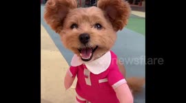 Adorable dog with huge ears looks like Mickey Mouse