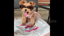 Chic dog wows in sunglasses