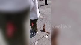 Hungry weasel spotted begging for food in China's Wuhan