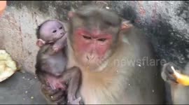 Poilce in Southern India distribute food to monkey after reports of 15 monkeys died of Hunger
