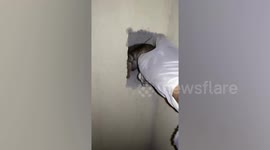 Kitten rescued after getting trapped in house concrete wall in Thailand