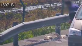 Sheep gives birth to two lambs on Chinese highway with help from driver